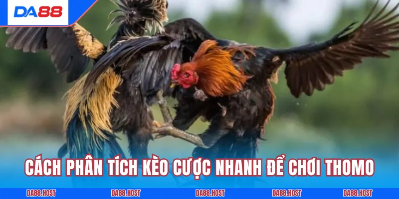 Cách phân tích kèo cược nhanh để chơi Thomo