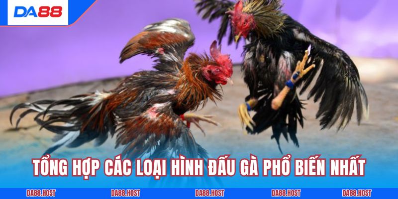 Tổng hợp các loại hình đấu gà phổ biến nhất